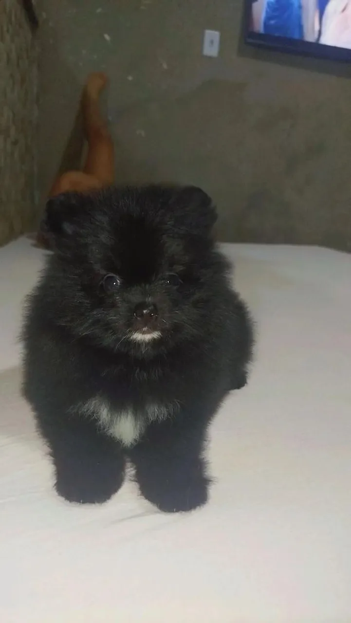 Filhote de Spitz Alemão anão macho disponível para venda