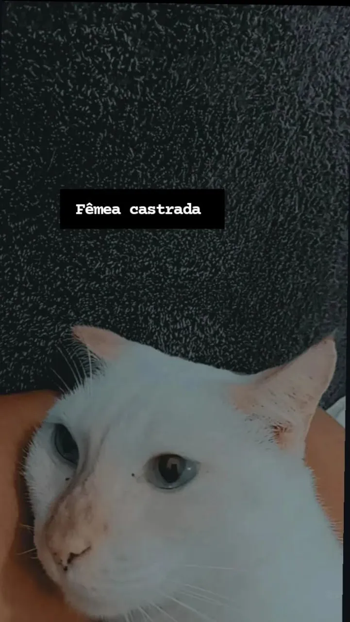 Gatinha branca castrada para adoção