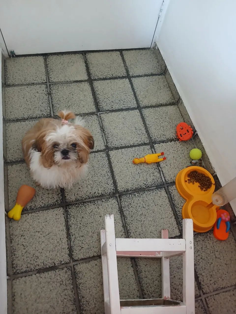 Shih Tzu Fofo para adoção
