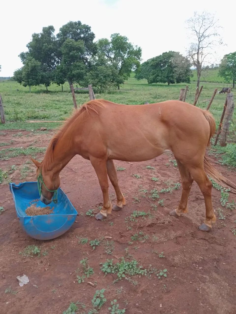 Égua quarto de milha 