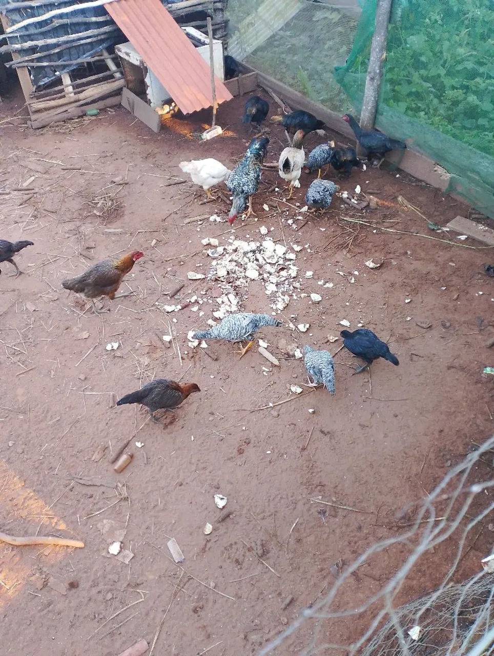 Frangos e Galinhas - Venda