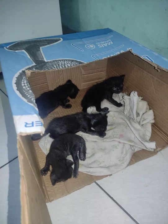 Gatinho preto lindo e fofinho para adoção - Foto 6