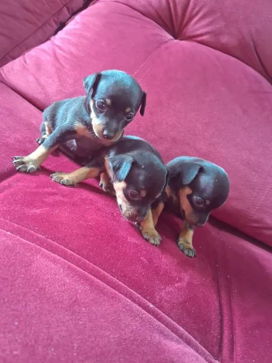 Vendo filhotes de Pinscher - Foto 2