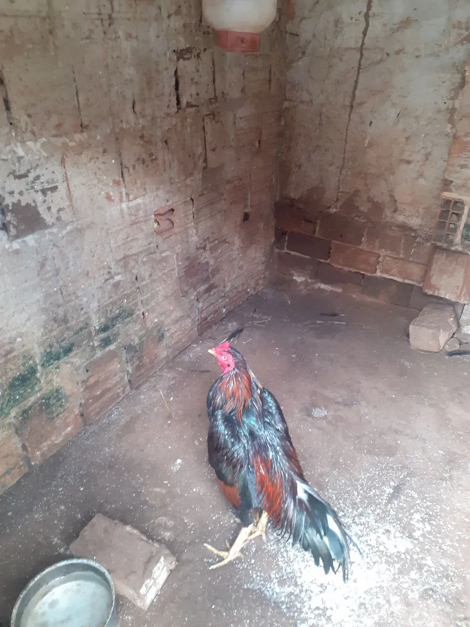 Galo de raça