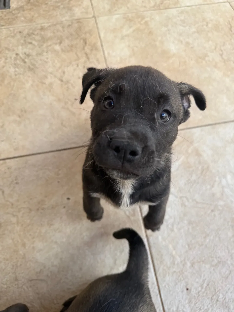 Filhotes American Bully + Husky Siberiano 
