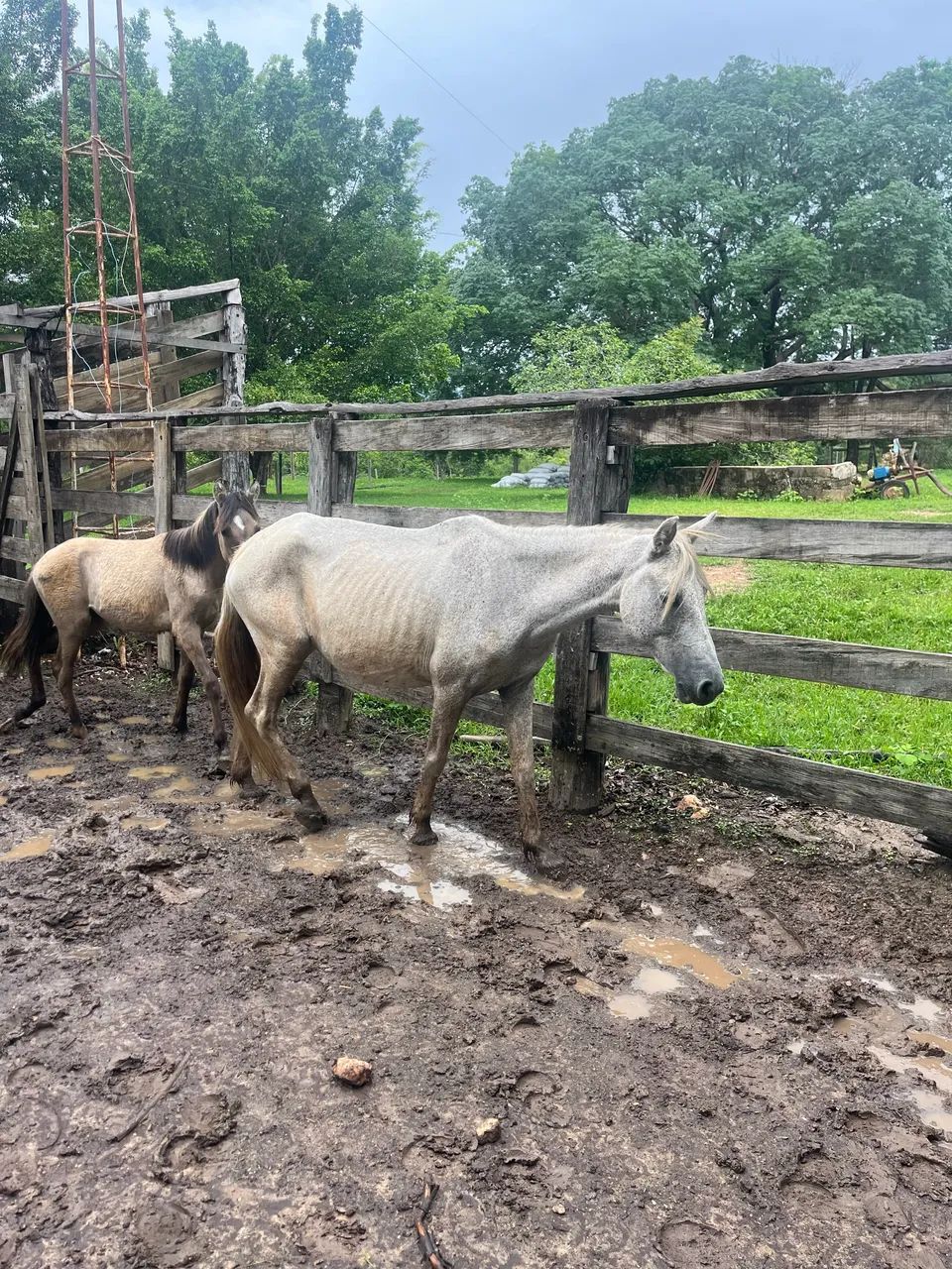 egua e potro mangalarga 