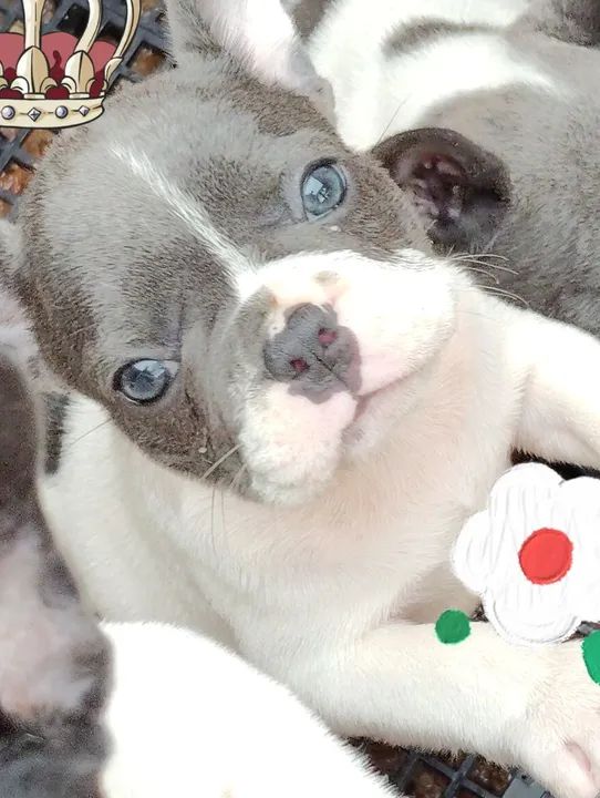 Filhote de Bulldog Francês