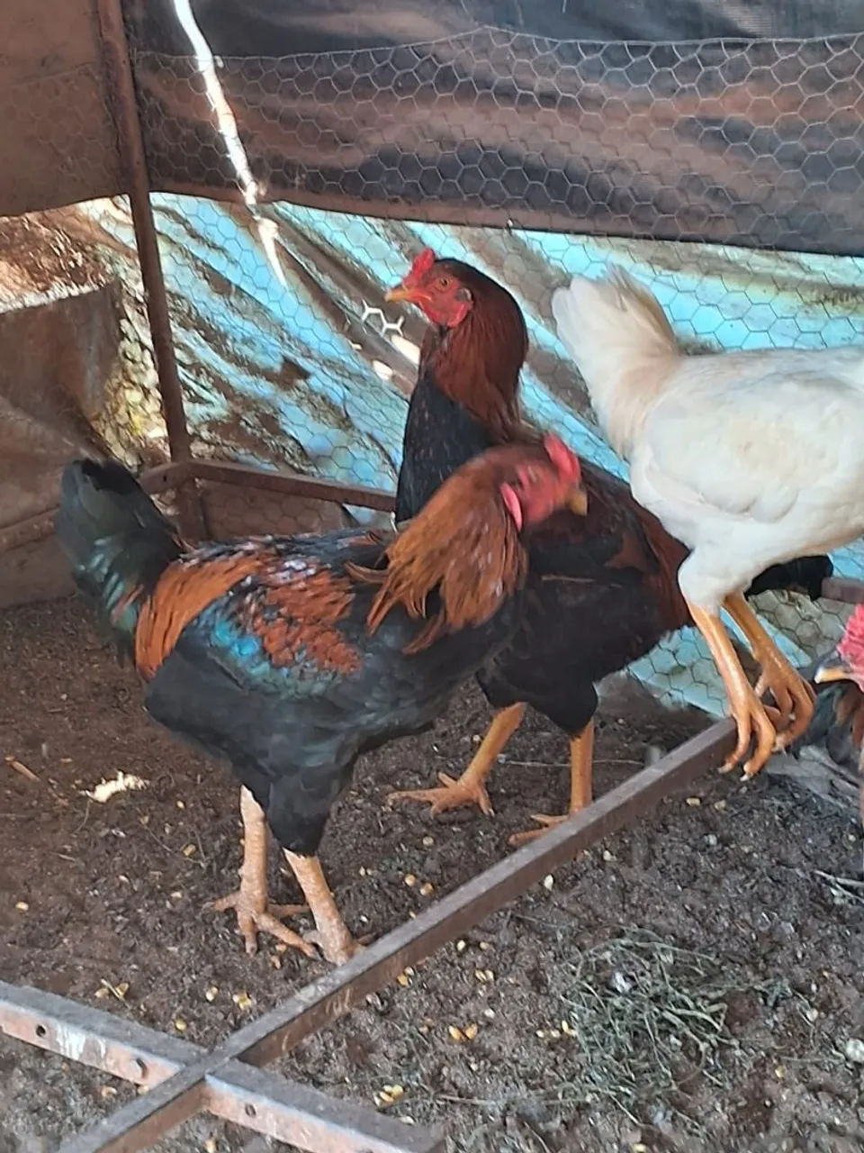 Galos de raça