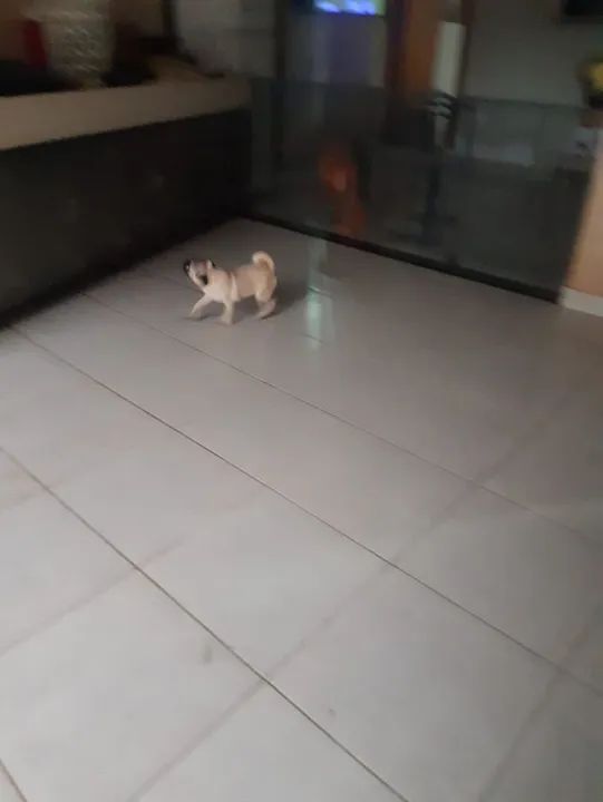 Vendo uma linda filhote de Pug 4  meses  - Foto 2