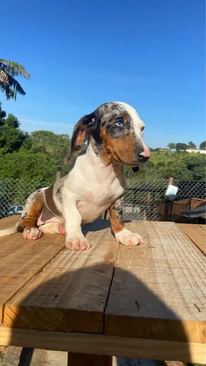 Filhote de Dachshund miniatura  - Foto 5