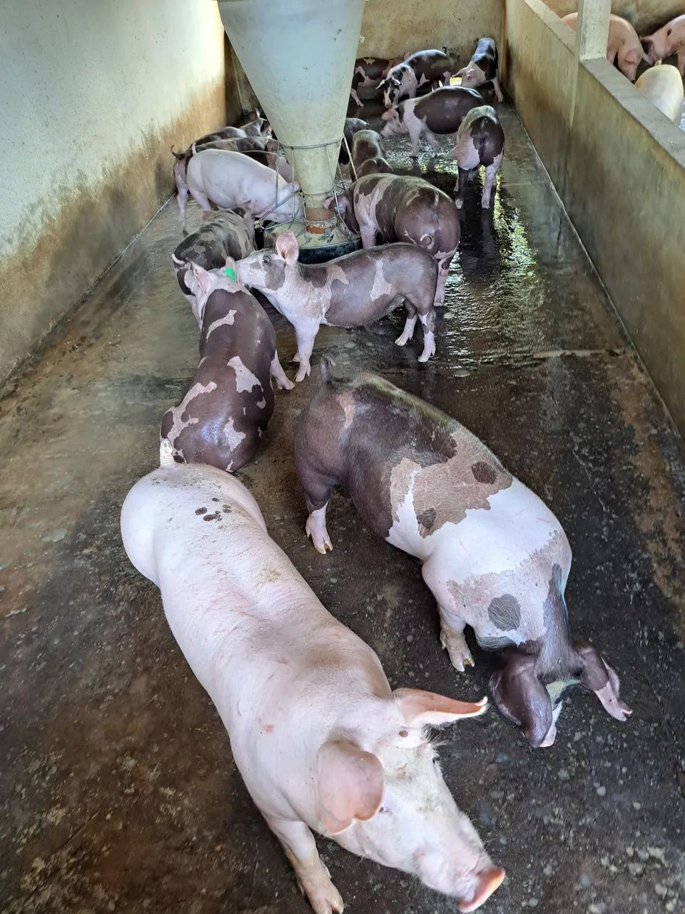 Leitão Suino  - Foto 2