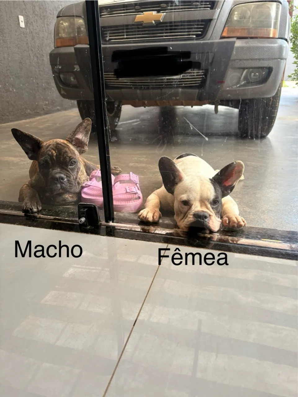 Filhotes de Bulldog Francês - Macho e Fêmea