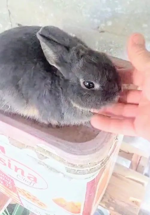 Coelho Anão Netlandw e normais - Foto 2