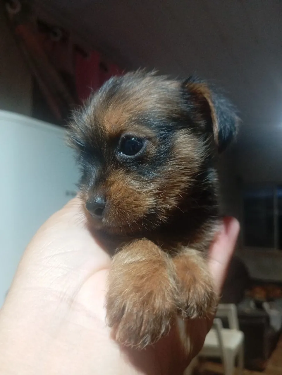 Shitzu com puldo fémia