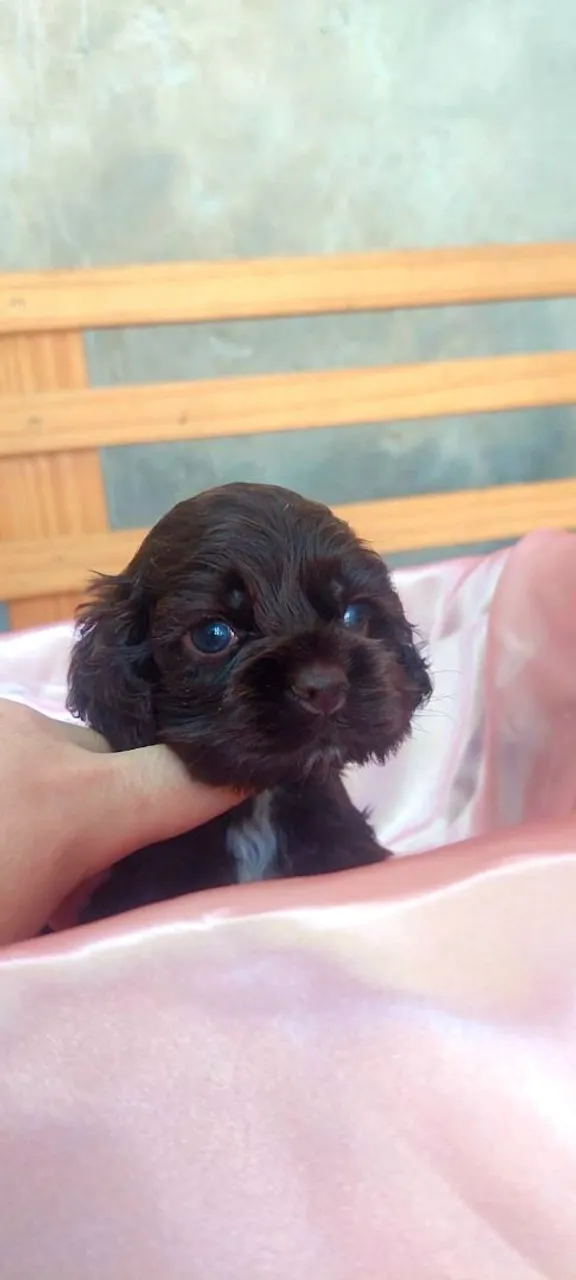 Cocker Spaniel Americano