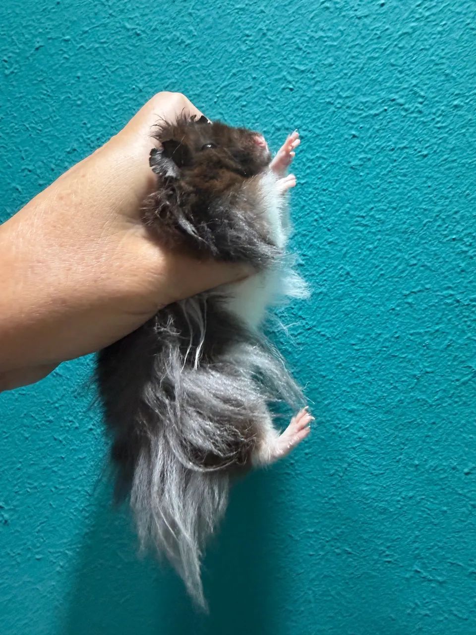 Filhotes de hamster angora  - Foto 3