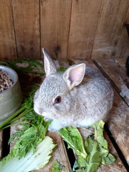 Netherlands coelho anão 