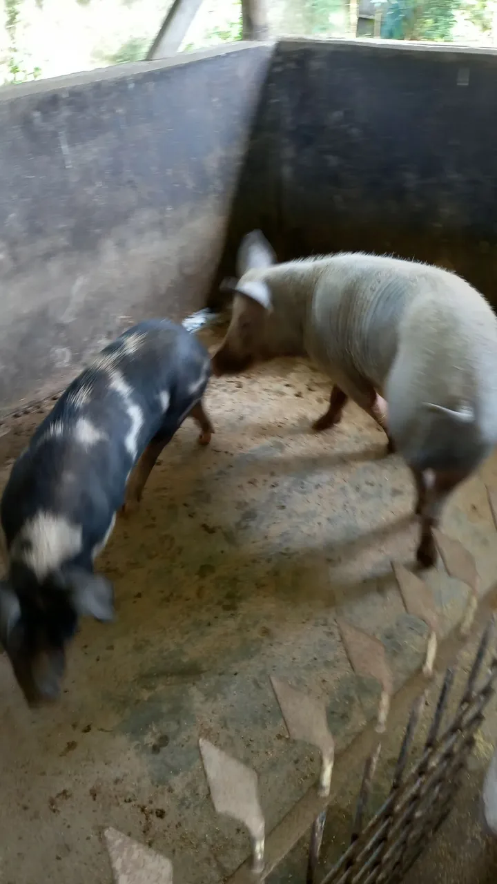 Porcos
