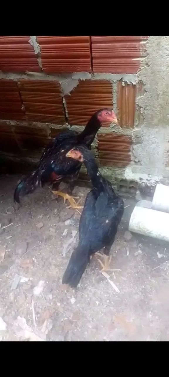 Dspnv..Um frango é 2 frangas cariocas 