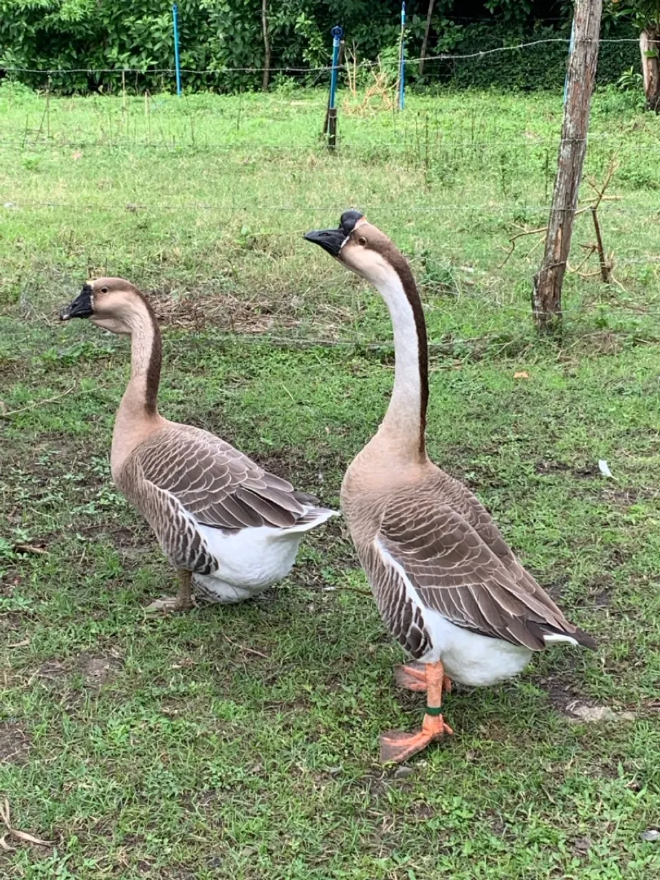 Casal de Gansos sinaleiro chinês pardo