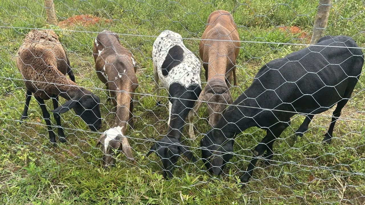 Carneiros para venda