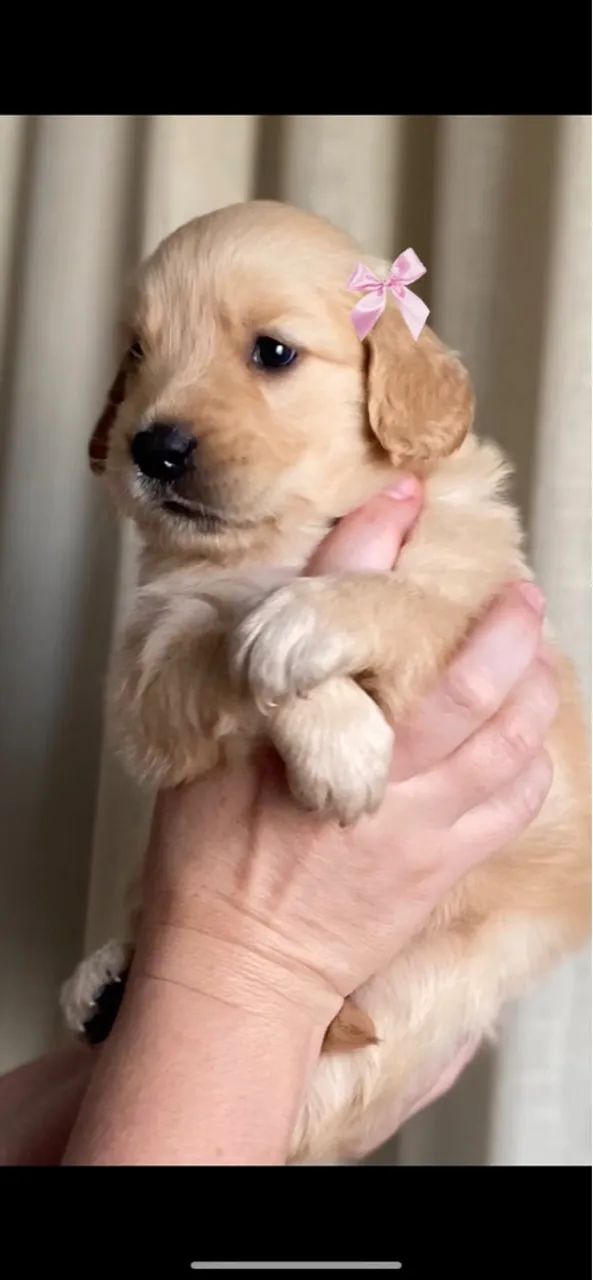Filhote de Golden Retriever