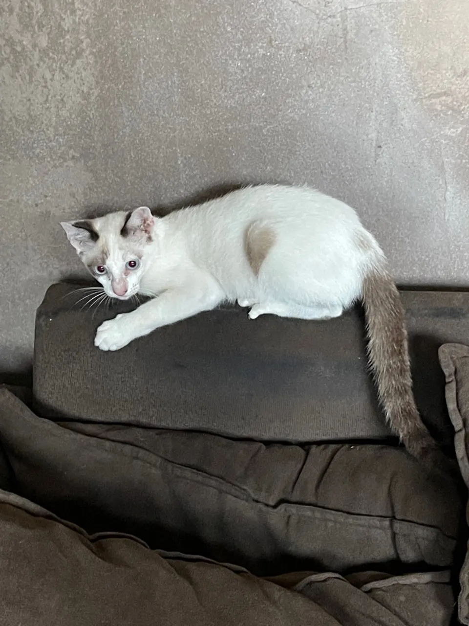 Doa-se Gato filhote