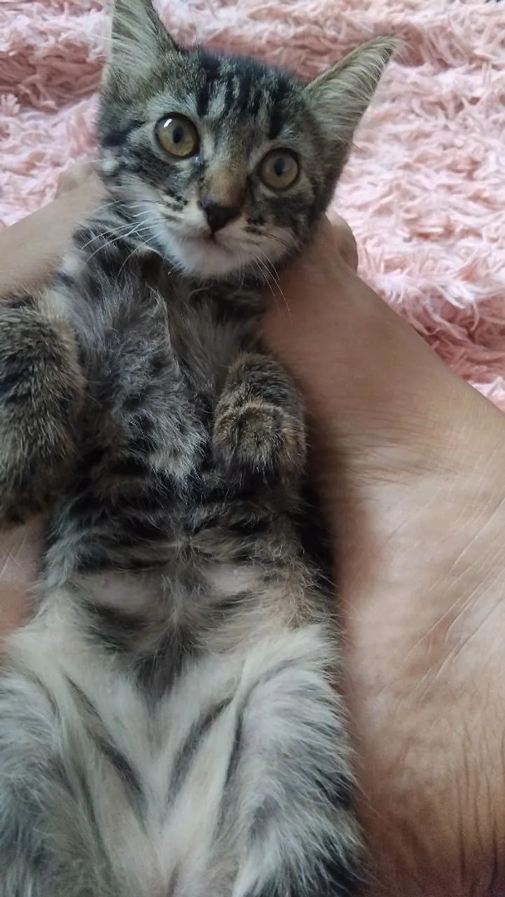 2 Gatinhos filhotes para adoção! - Foto 2