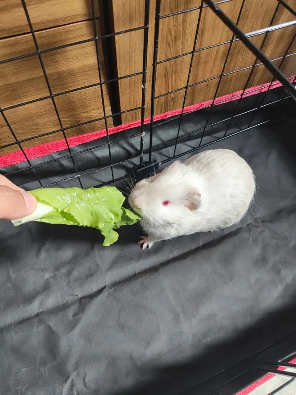 Pilhote de porquinho da india raça Sheltie com Cercado incluso *Entrego* - Foto 3