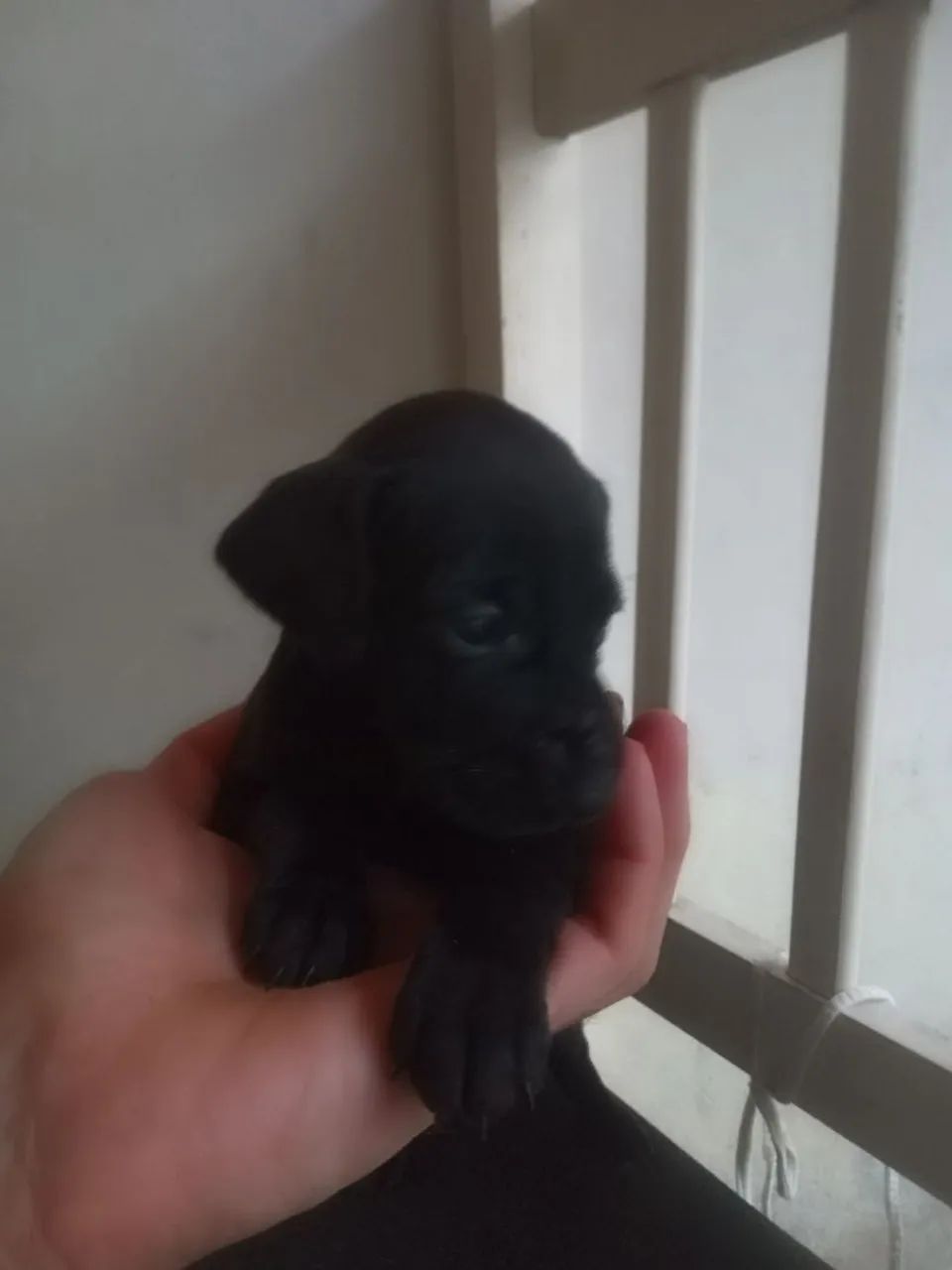 Doa se Filhotes  - Foto 4