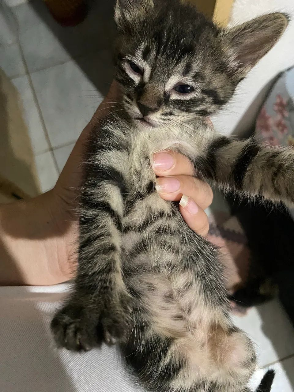 Gatinhos para doação  - Foto 3