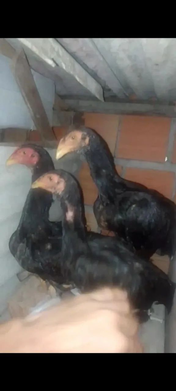 Dspnv..Um frango é 2 frangas cariocas  - Foto 3