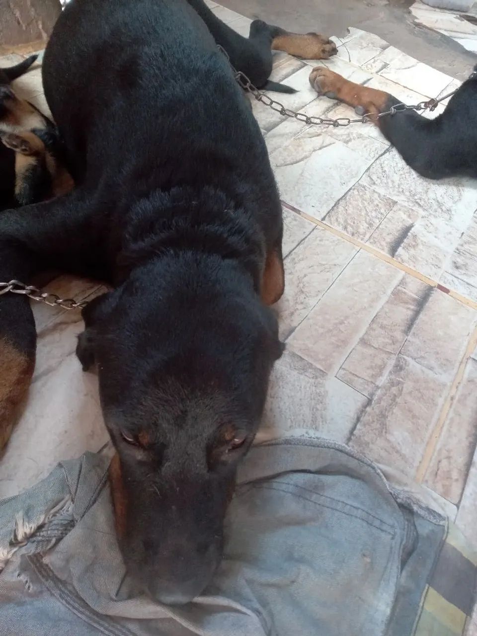 Filhote de Rottweiler - Foto 2