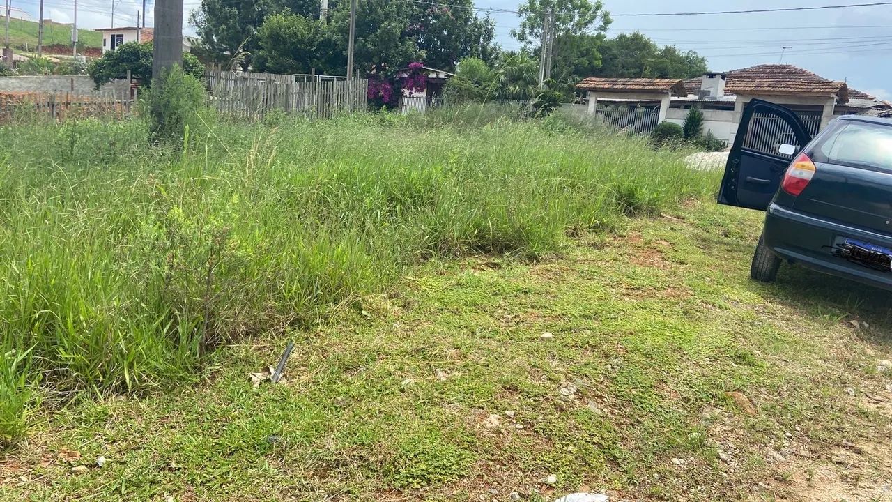 foto - Araucária - Costeira