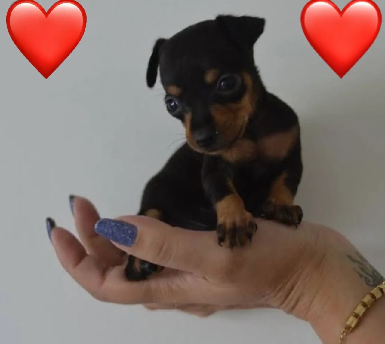 Filhotes de Pinscher 00 fêmeas e machos  - Foto 4