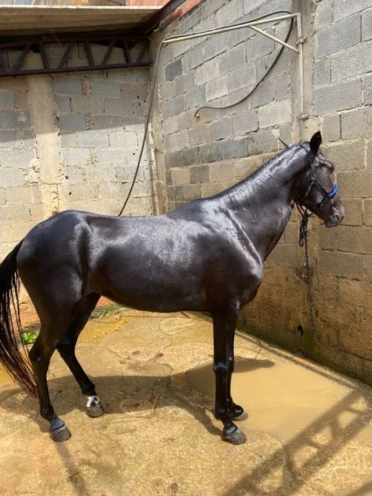 Vendo égua inglesa de charrete 