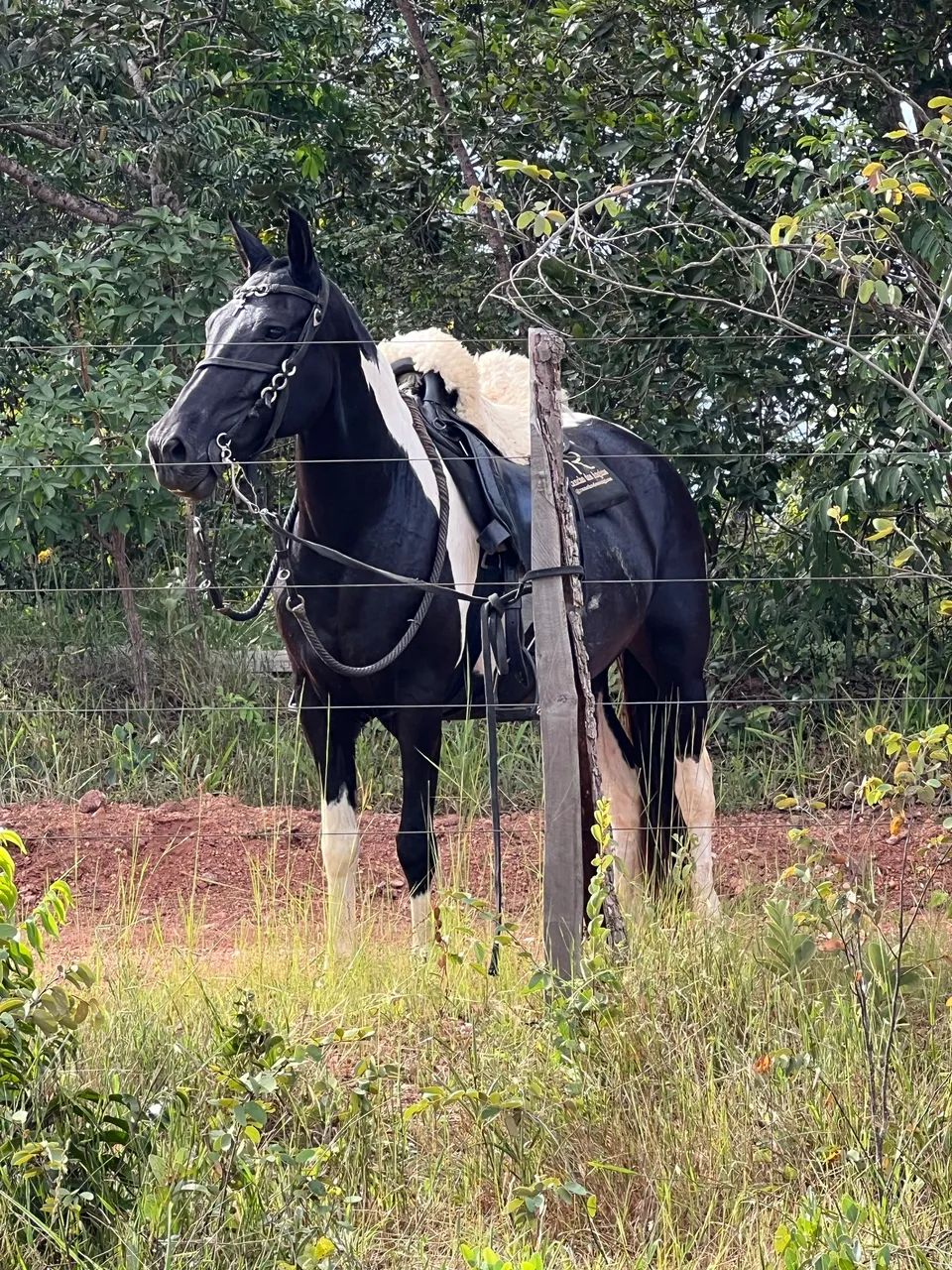 Égua mangalarga marchador - marcha batida  - Foto 5