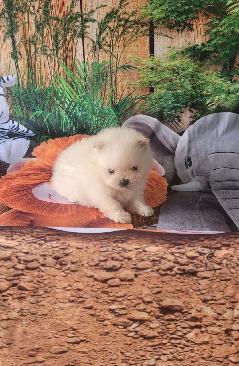 Lulu da pomerânia anão macho particolor  - Foto 4