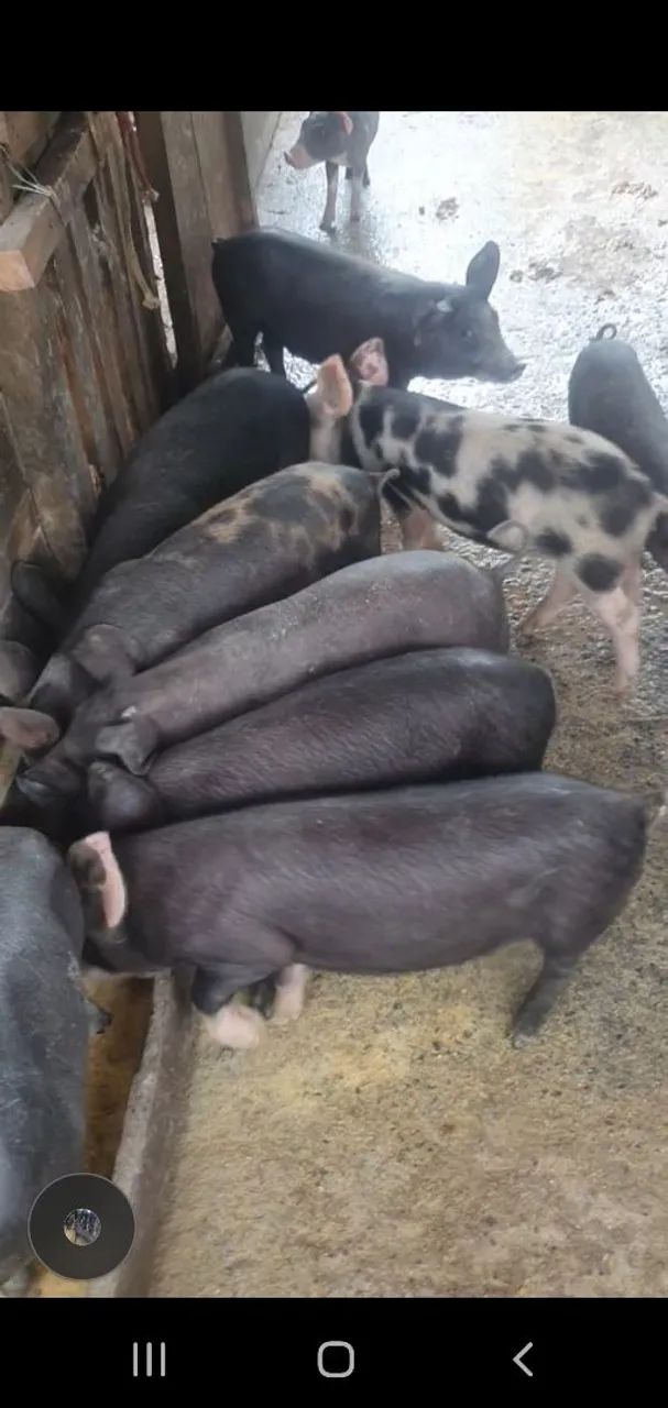 Vende-se porcos caipira 270 um pelo outro pra levar todos tenho 16 porcos  - Foto 3