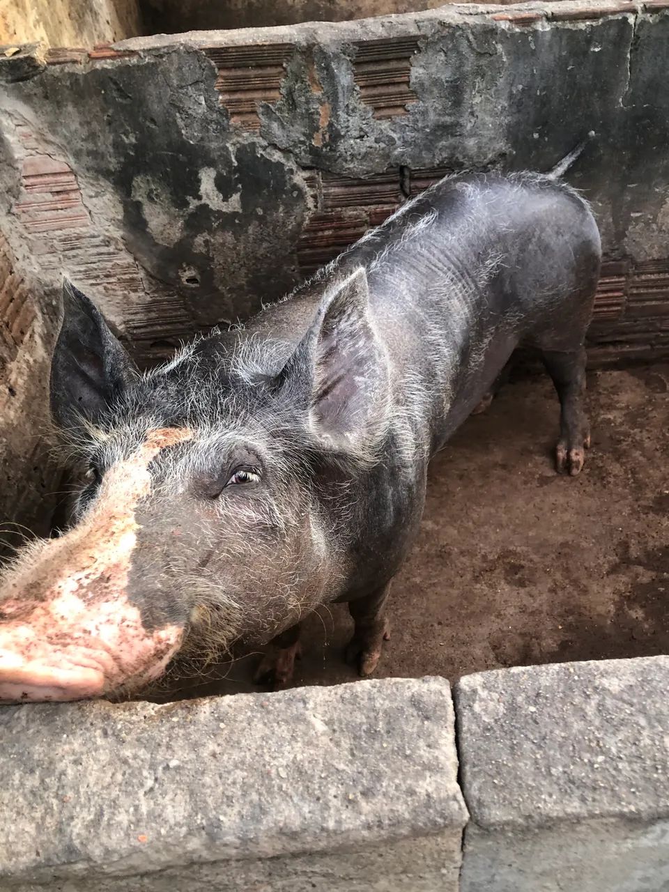 Reprodutor pietran a venda  - Foto 2