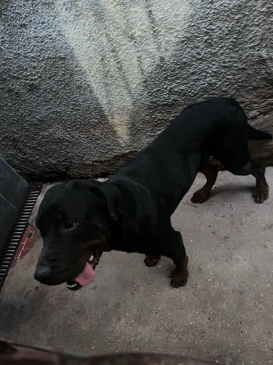 Doação rottweiler macho  - Foto 3