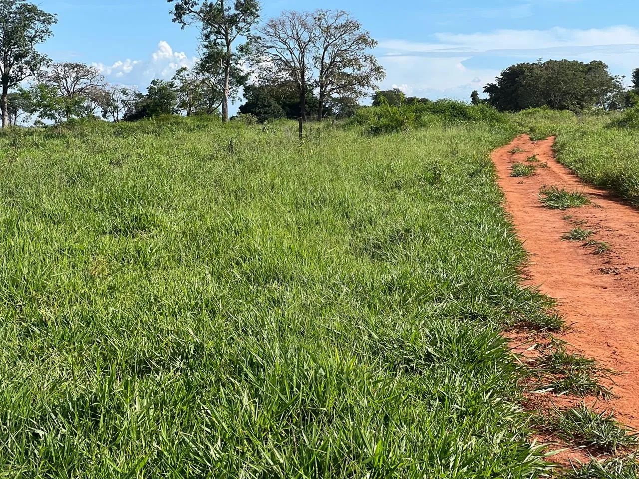  26 alqueires  em jaraguá-go  - Foto 3