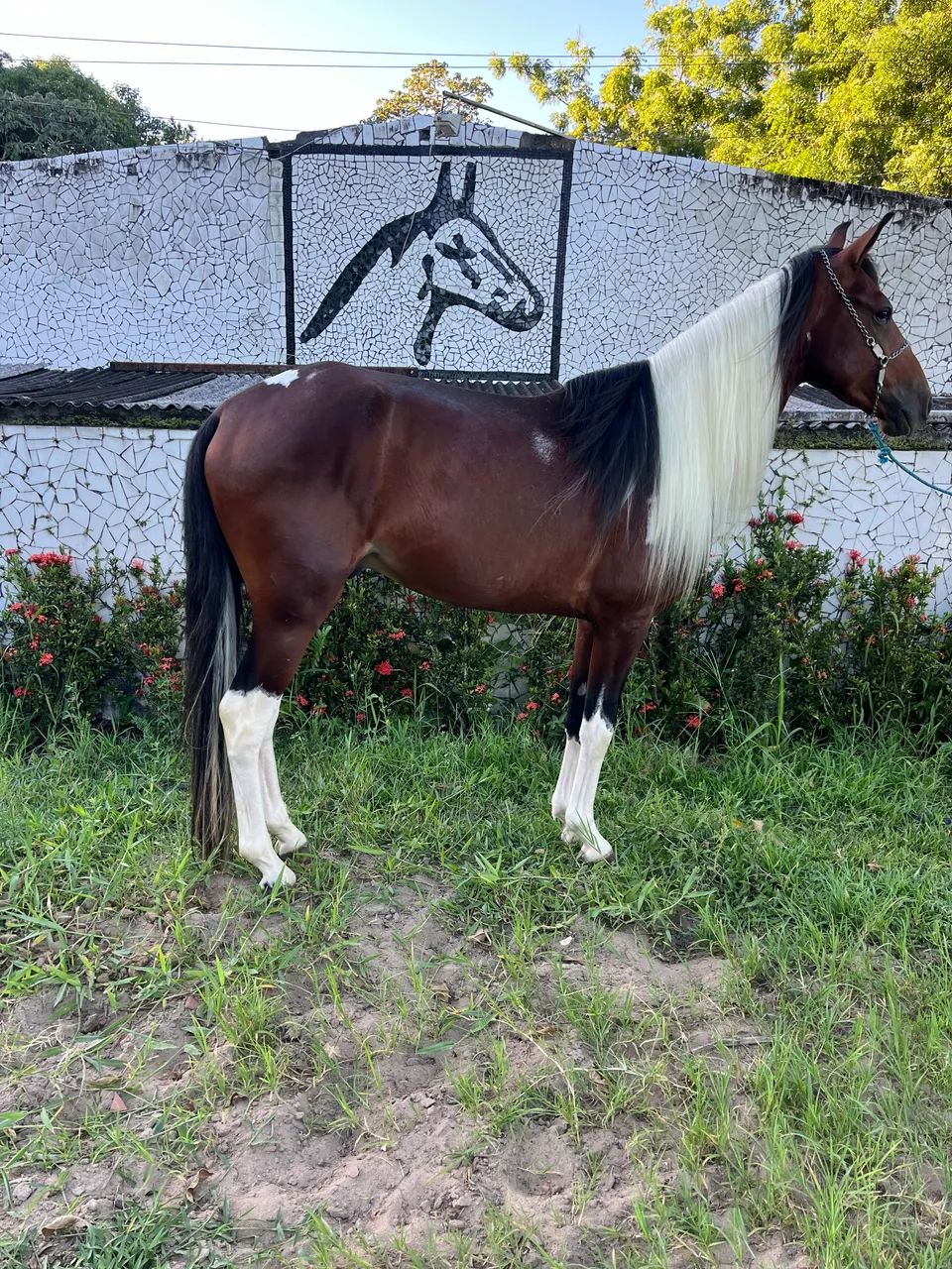 POLTRO PAMPA MAQUiNA DE MARCHA PICADA - Foto 5