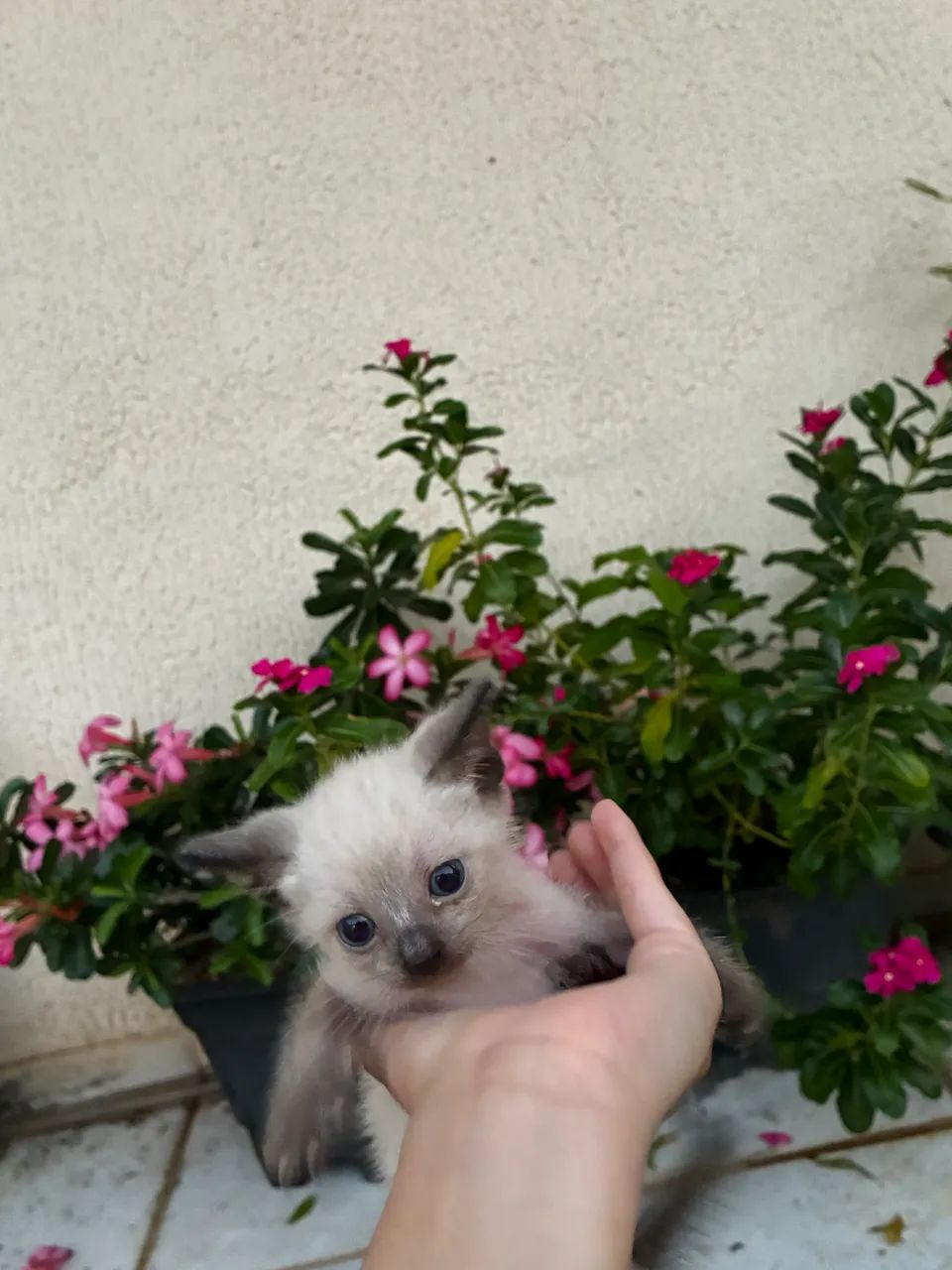 Gatinhos disponíveis para adoção responsável  - Foto 4