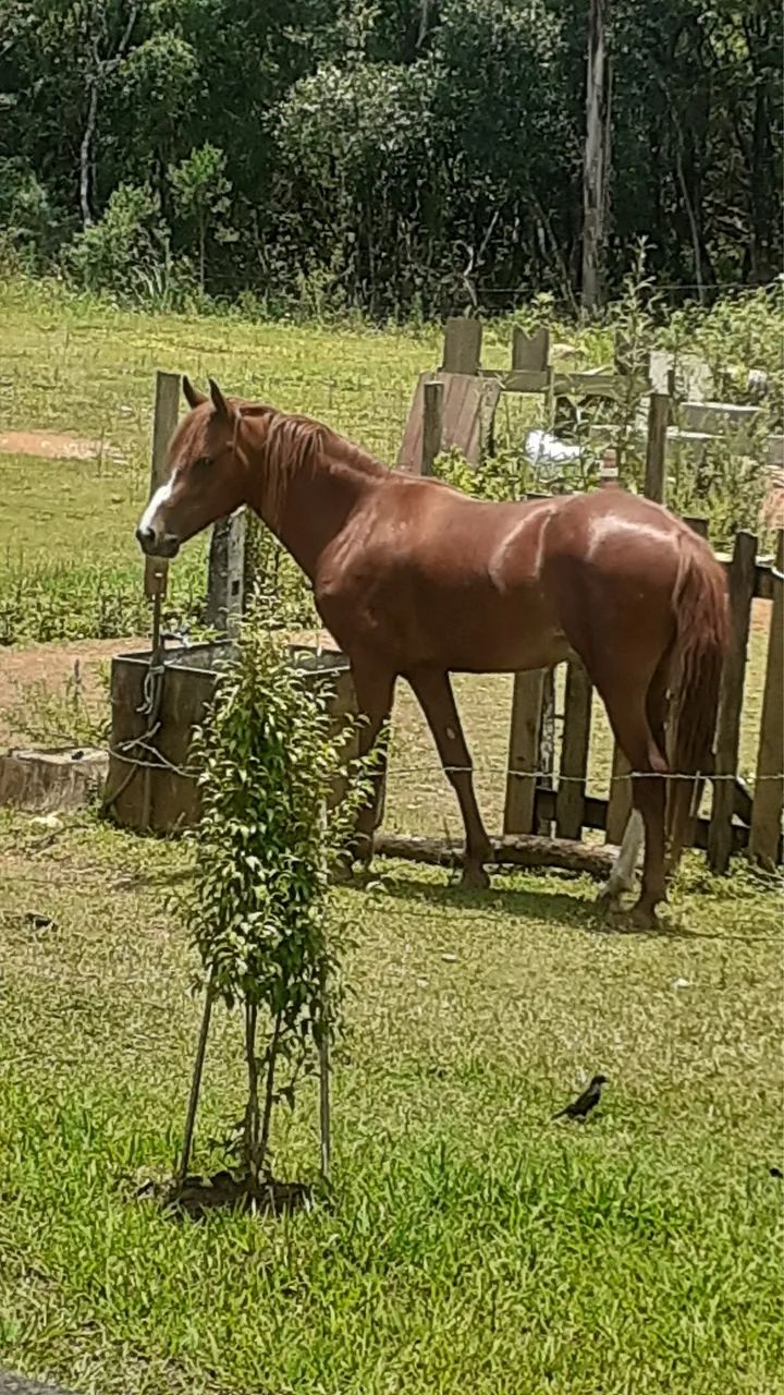 Vendo potro xucro - Foto 4