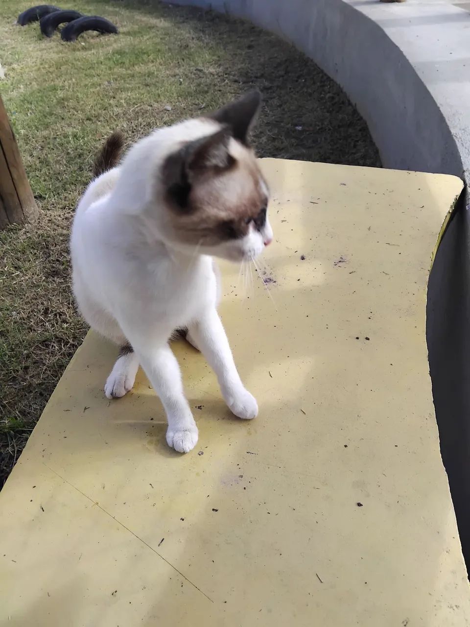 Gatinha para adoção  - Foto 4