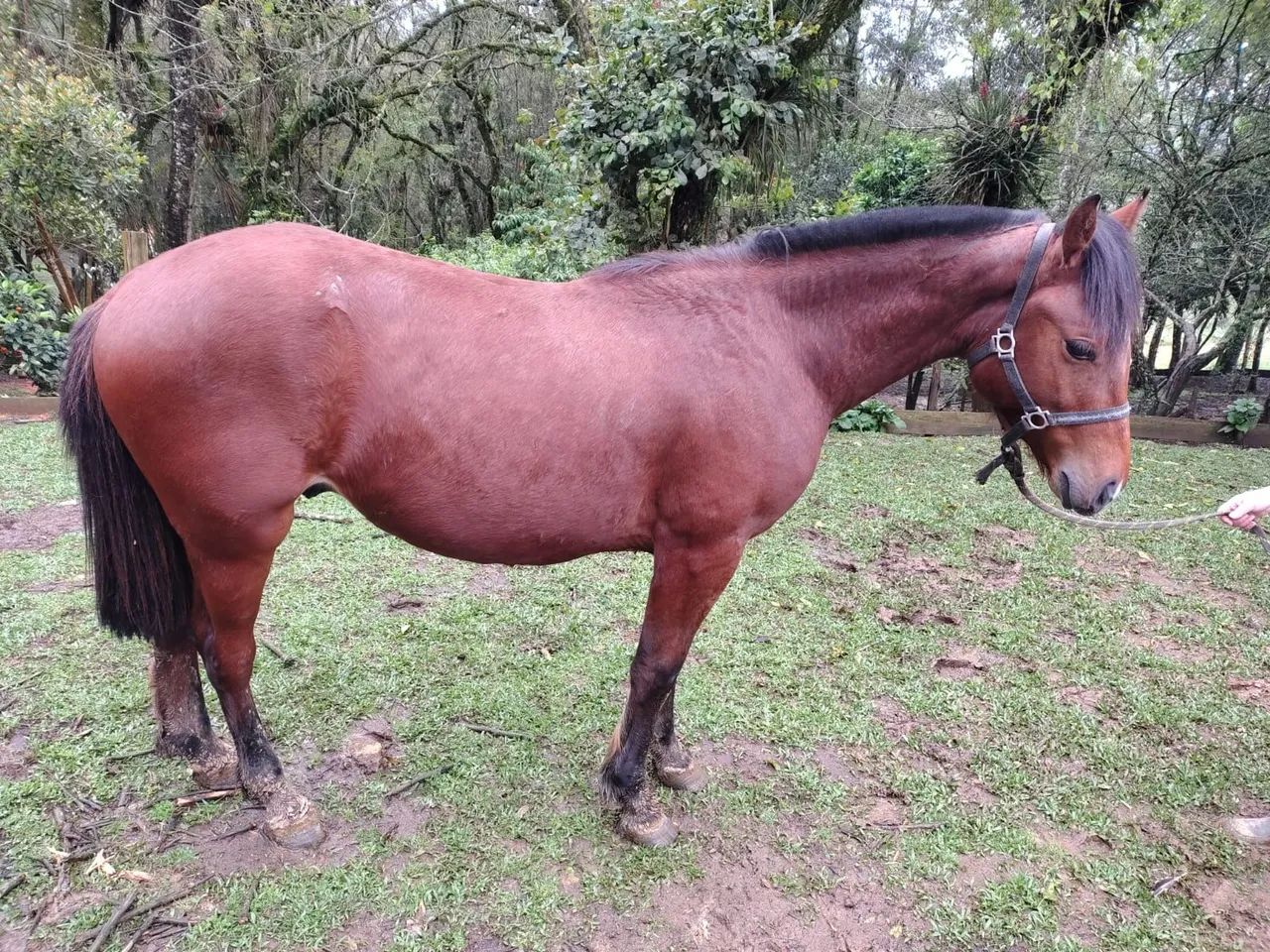 Potro - Foto 3