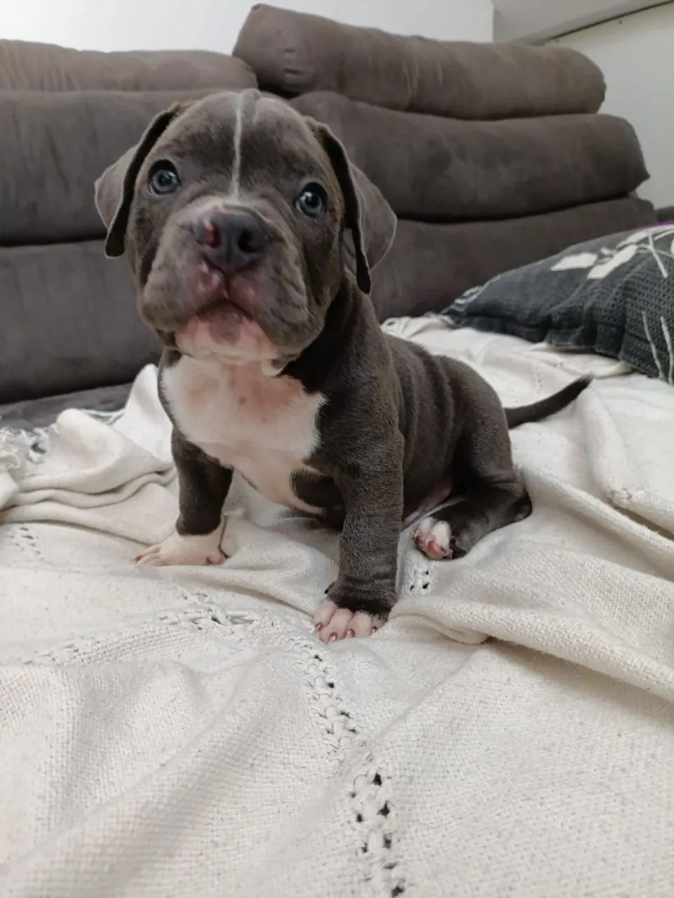 Filhotes American bully micro 