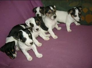 lindos e pequenos 