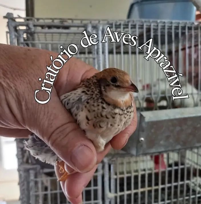 18 Ovos de codornas chinesinha para incubação  - Foto 2